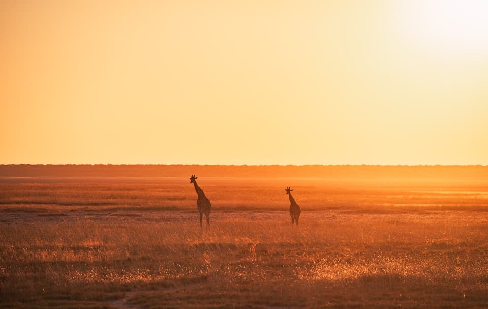 Namibia album cover
