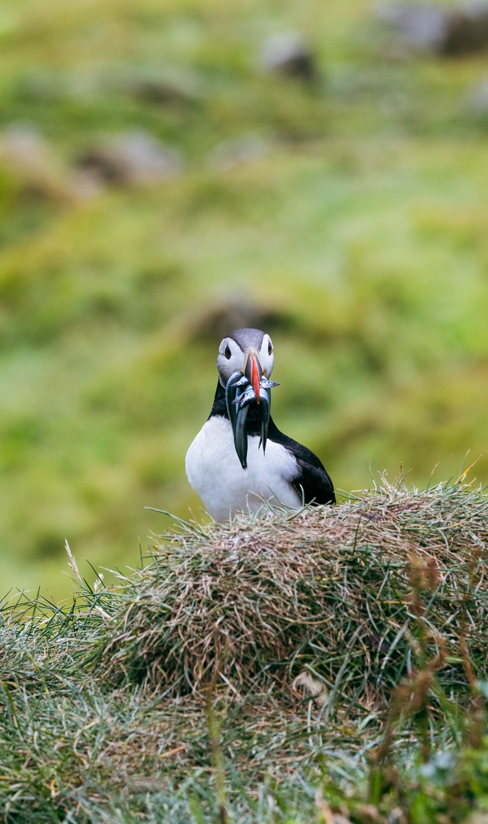 Faroe Islands photo: mykines puffins large