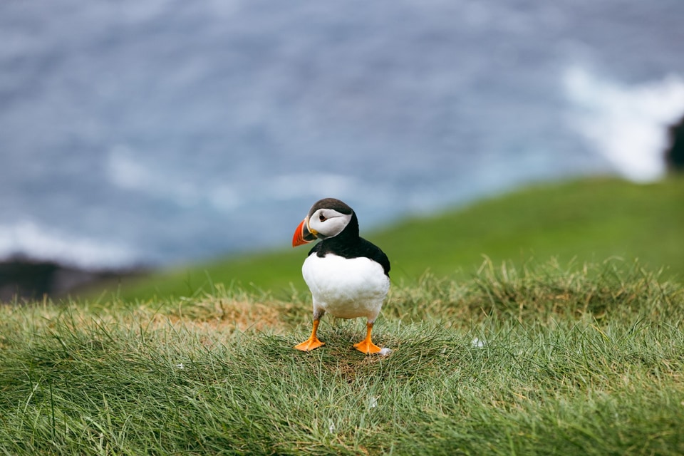 Faroe Islands photo: mykines puffins side large